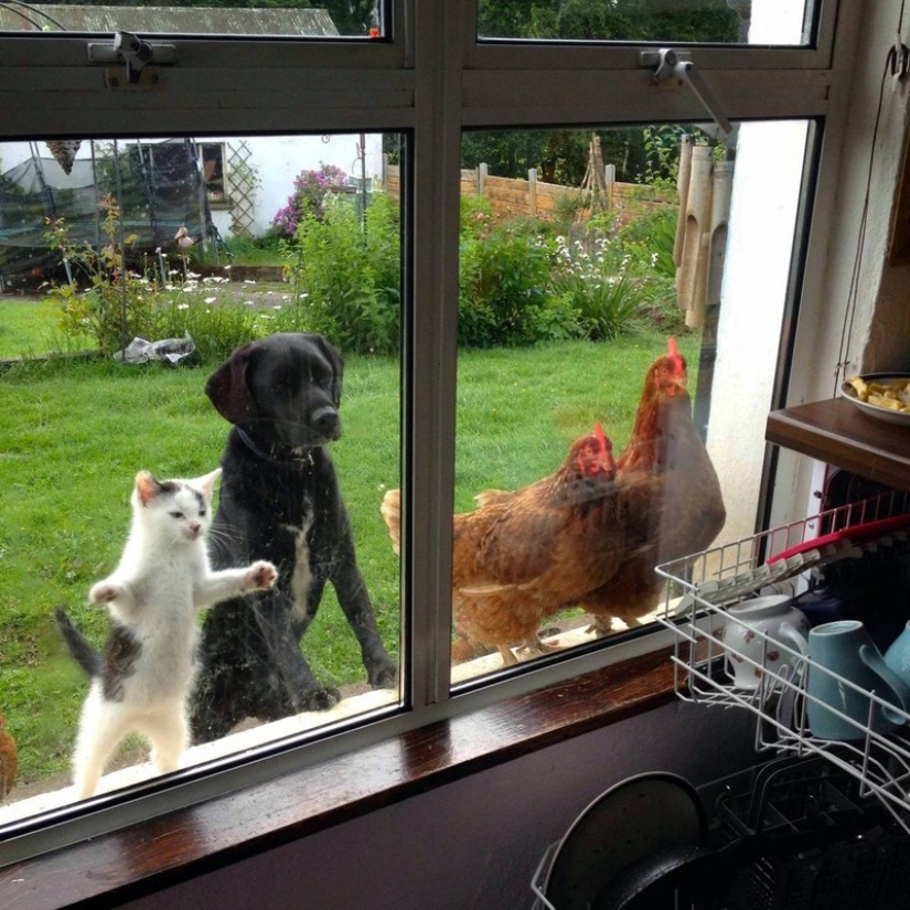 25 pets that need to get inside right now