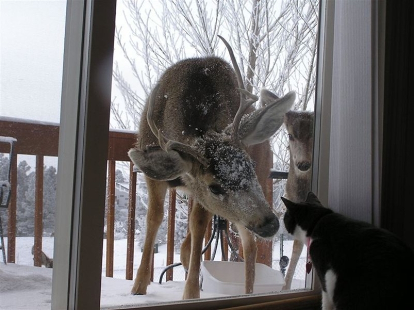 25 pets that need to get inside right now