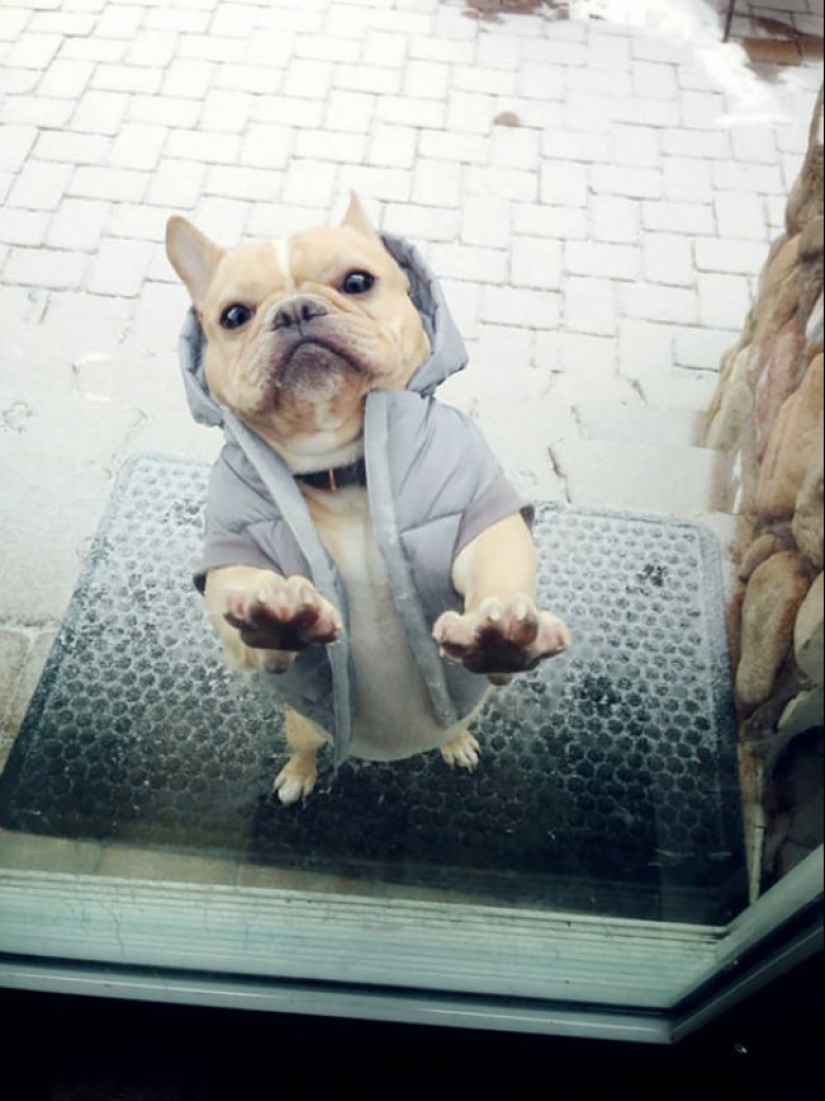 25 pets that need to get inside right now