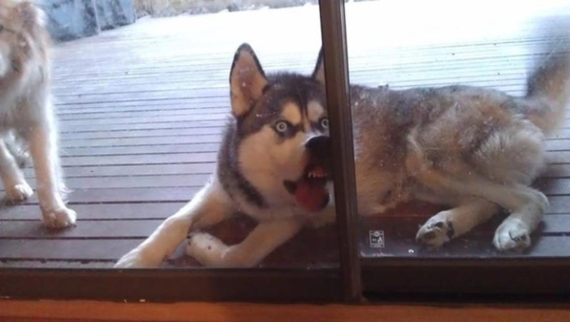 25 pets that need to get inside right now