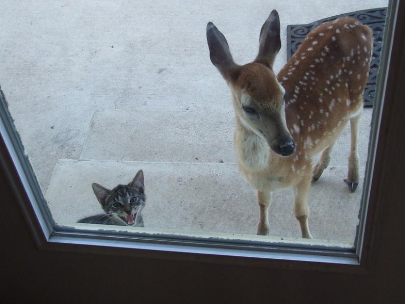 25 pets that need to get inside right now