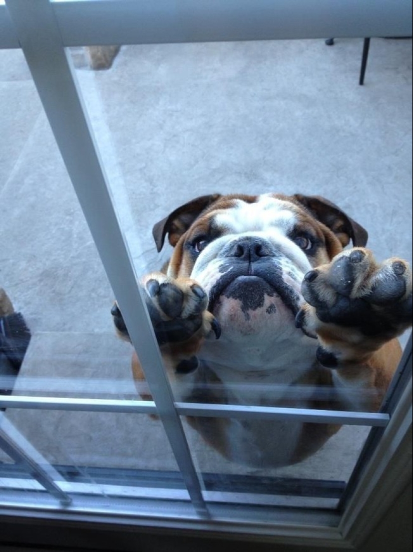 25 pets that need to get inside right now