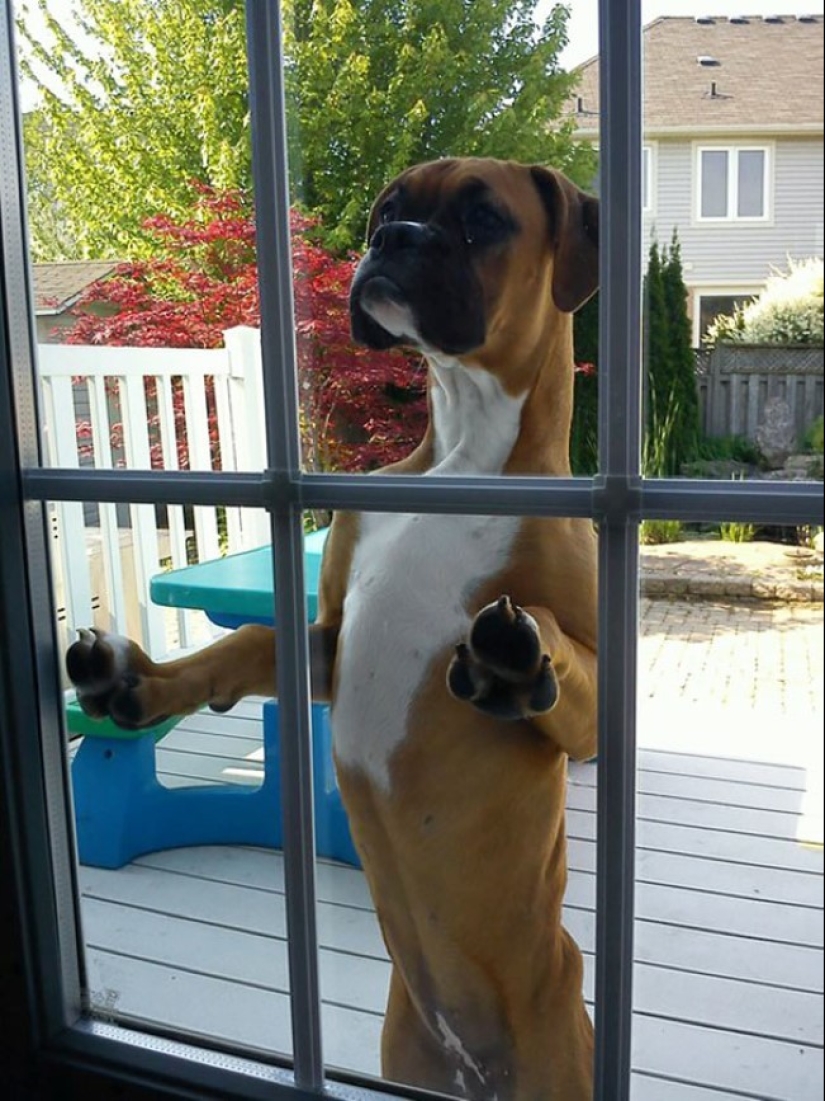 25 pets that need to get inside right now