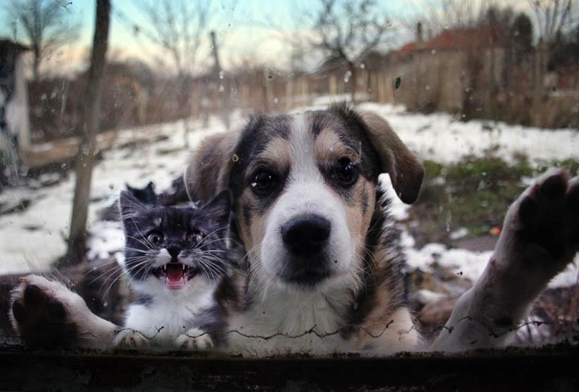 25 pets that need to get inside right now