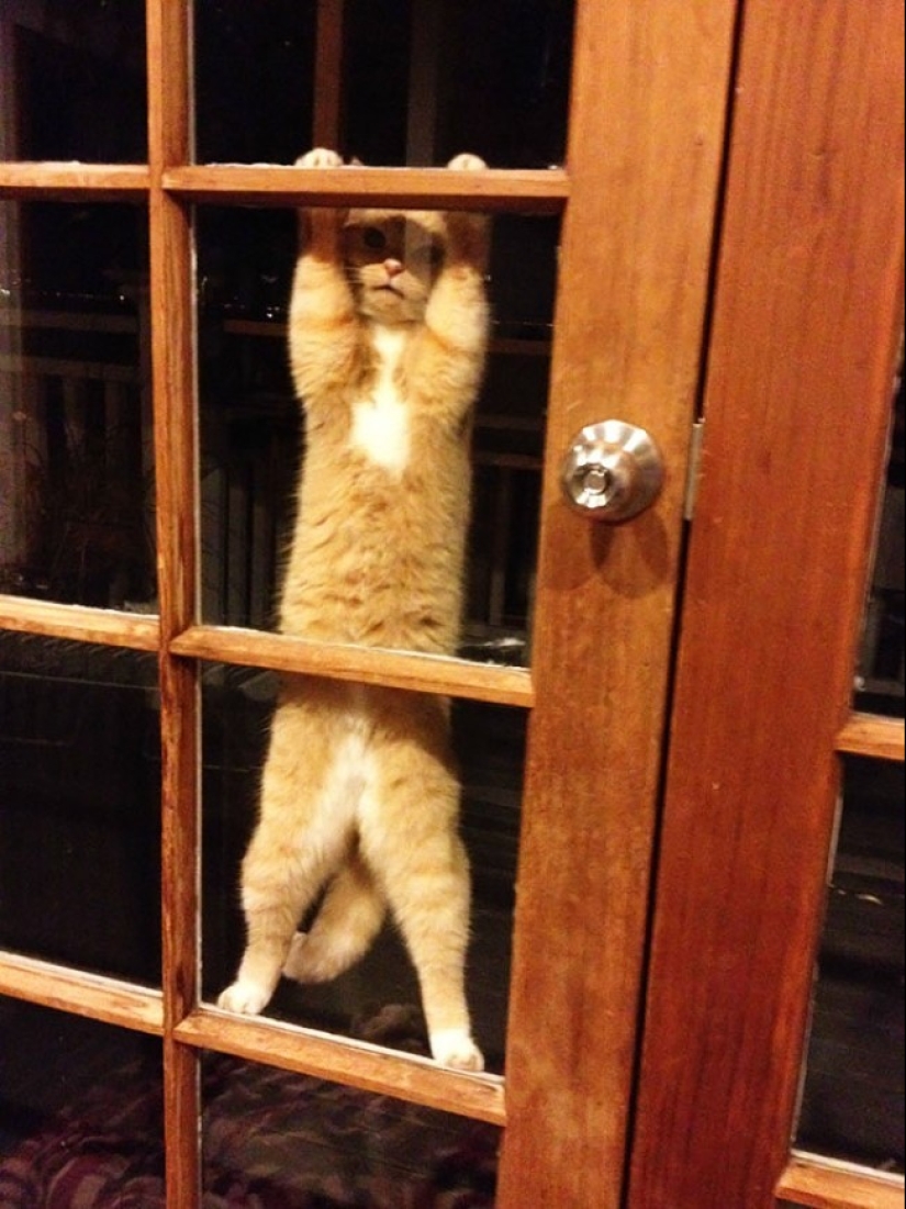 25 pets that need to get inside right now