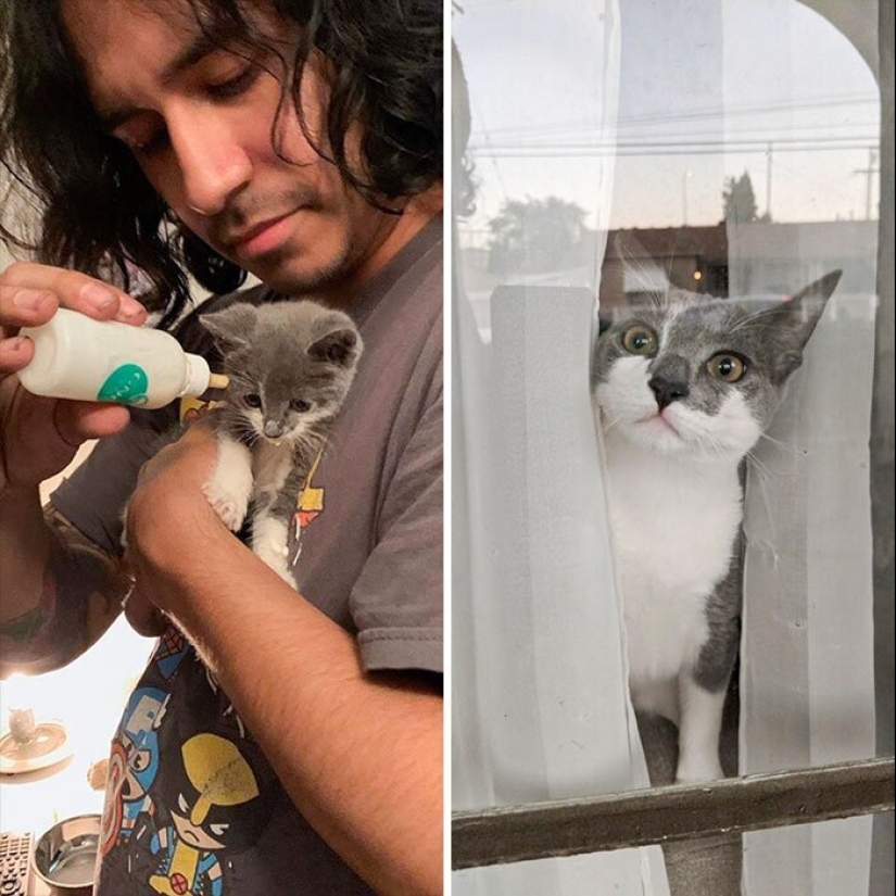 25 photos of cats before and after they were picked up from the street