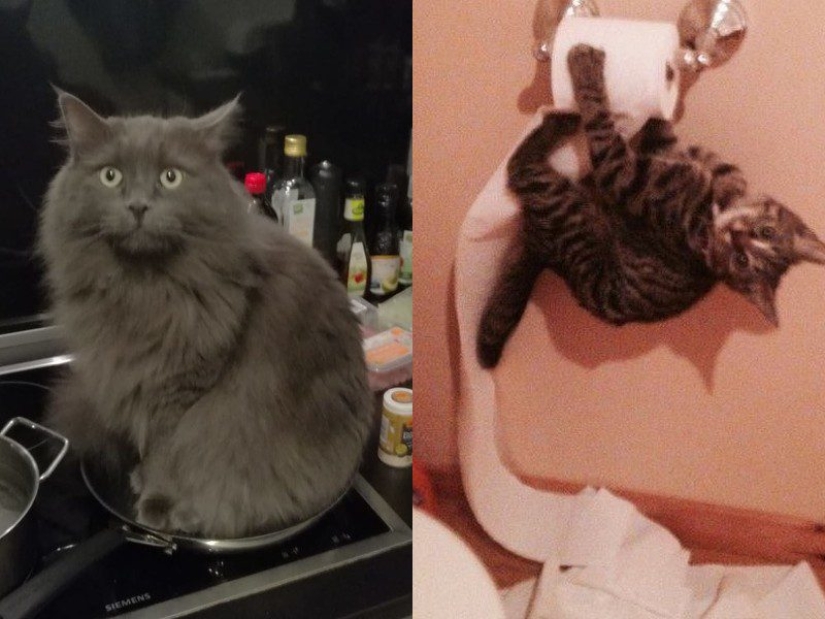 25 photos that tell of a secret life with cats