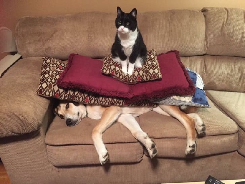 25 photos that tell of a secret life with cats