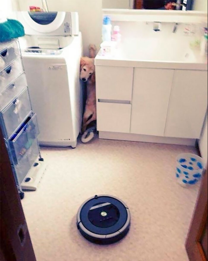 25 proofs that robot vacuum cleaners are still pranksters