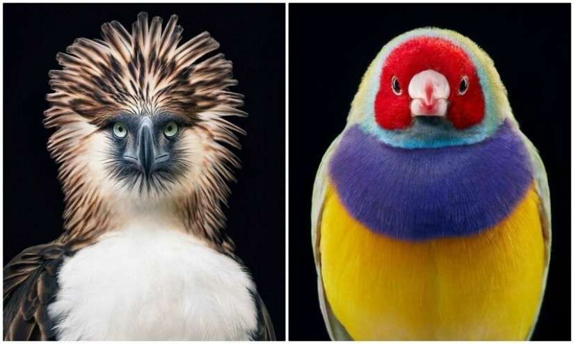 25 retratos de aves increíblemente hermosos