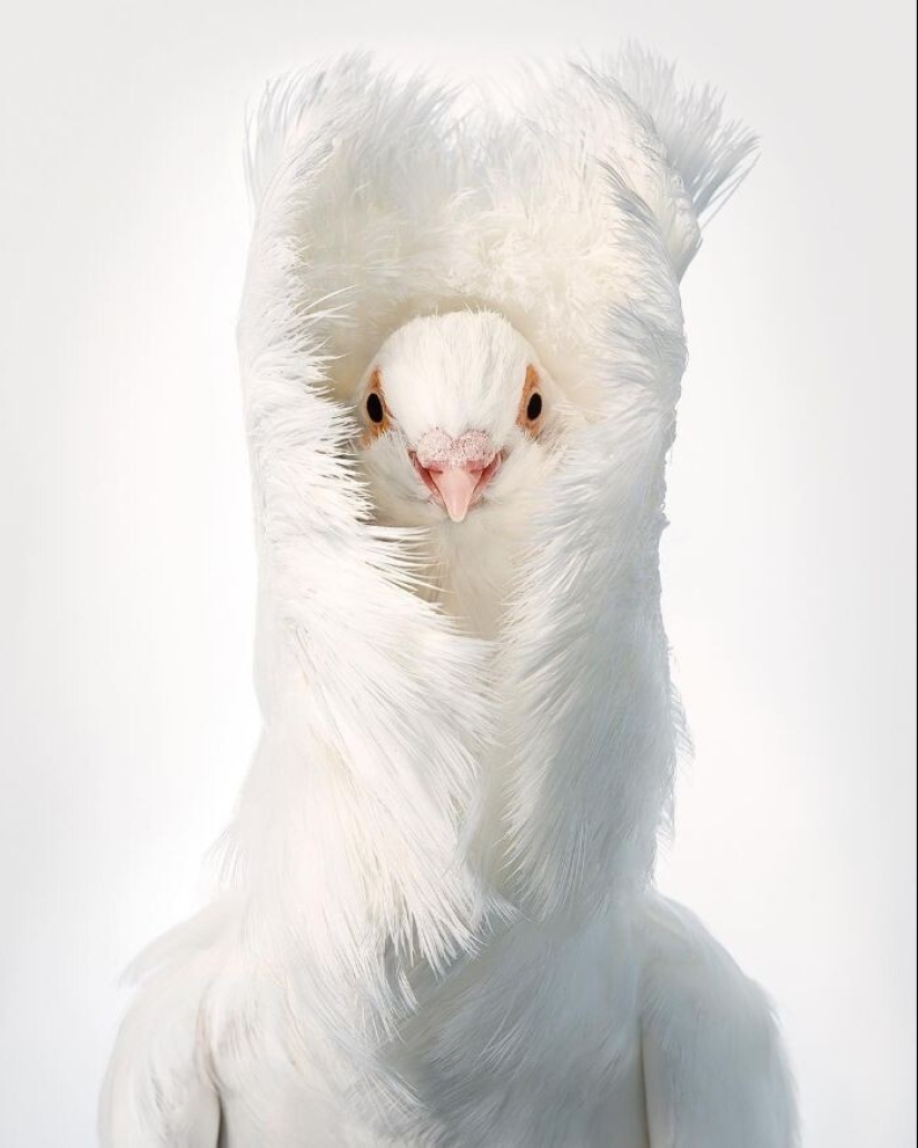 25 retratos de aves increíblemente hermosos