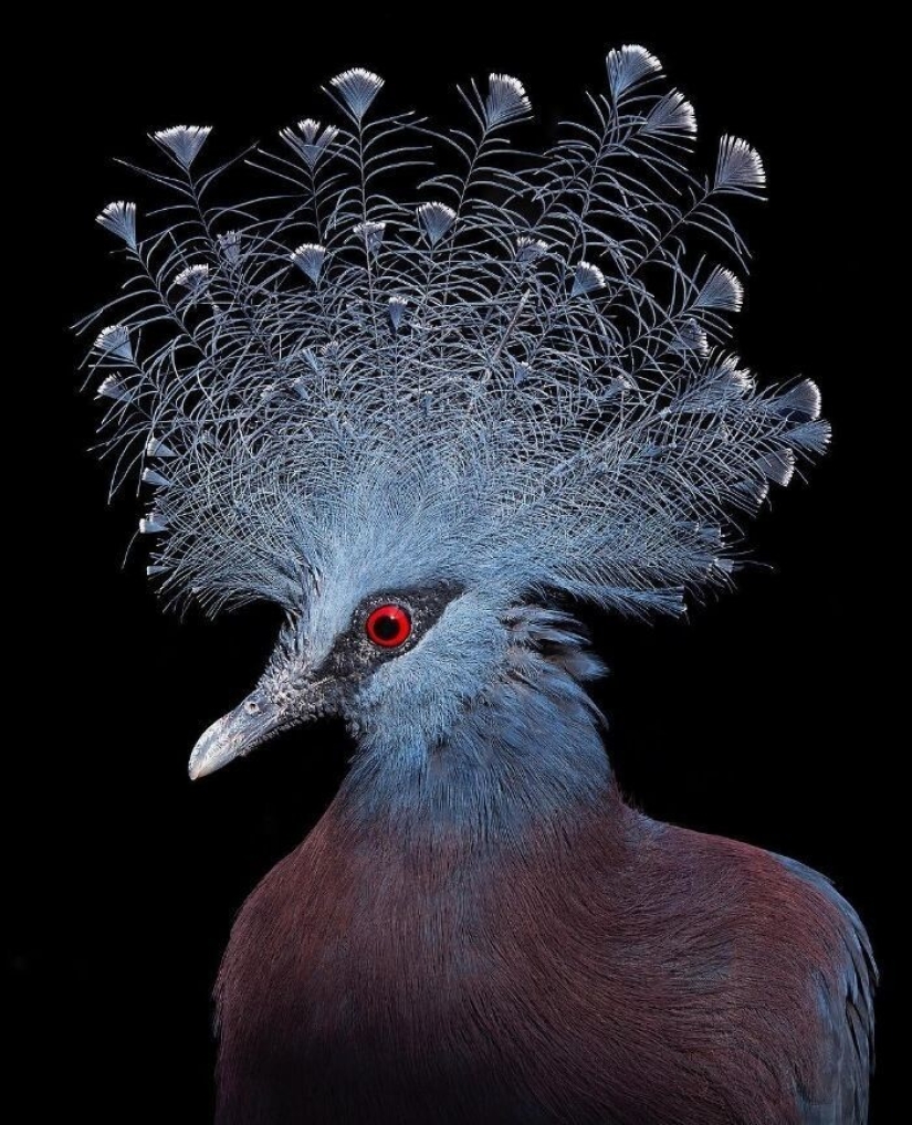 25 retratos de aves increíblemente hermosos