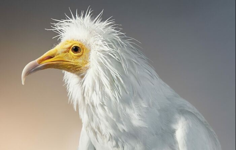 25 retratos de aves increíblemente hermosos