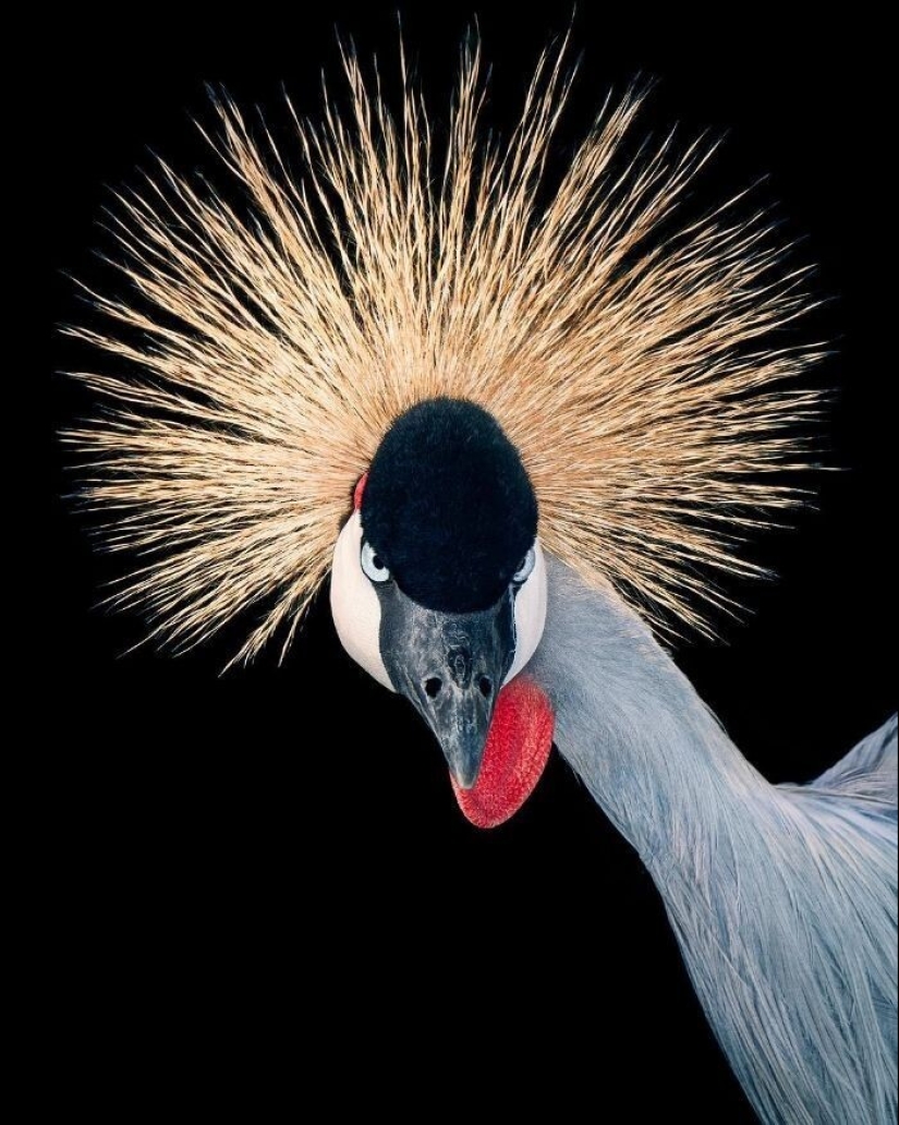 25 retratos de aves increíblemente hermosos