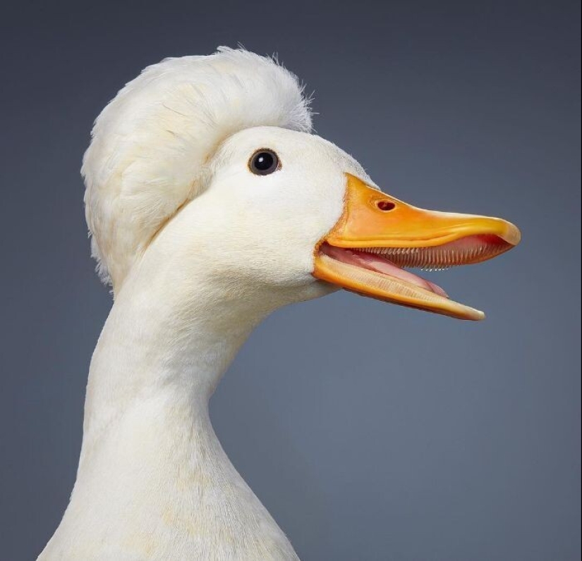 25 retratos de aves increíblemente hermosos