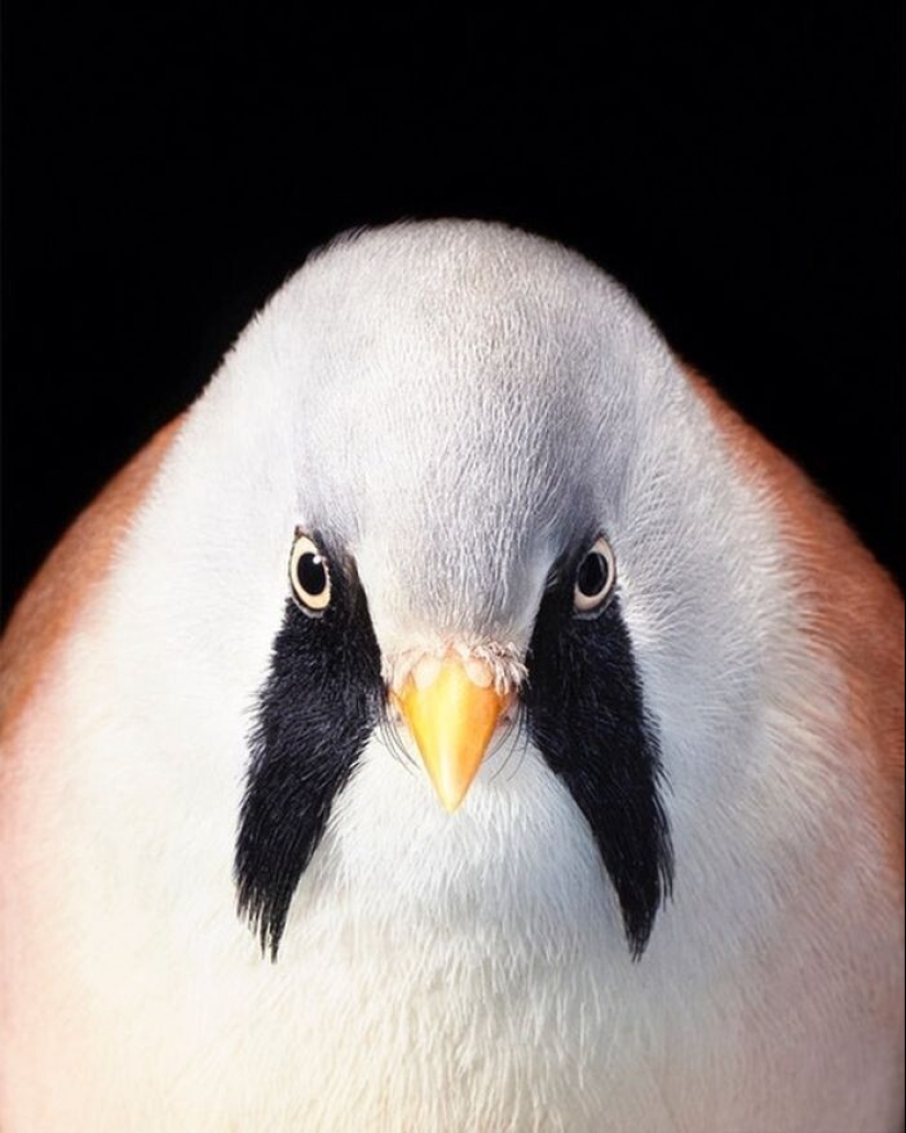 25 retratos de aves increíblemente hermosos