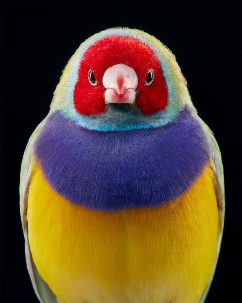 25 retratos de aves increíblemente hermosos