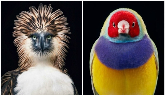 25 retratos de aves increíblemente hermosos