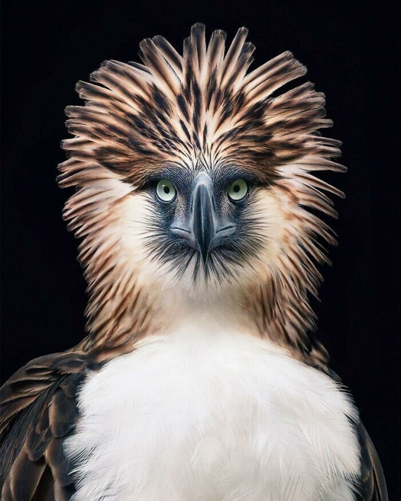 25 retratos de aves increíblemente hermosos