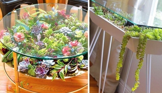 25 tables with" gardens " of succulents