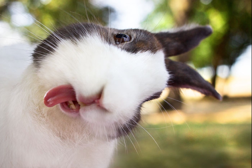 25 tocar animales que "no alimentan pan", solo deja que muestren su lengua