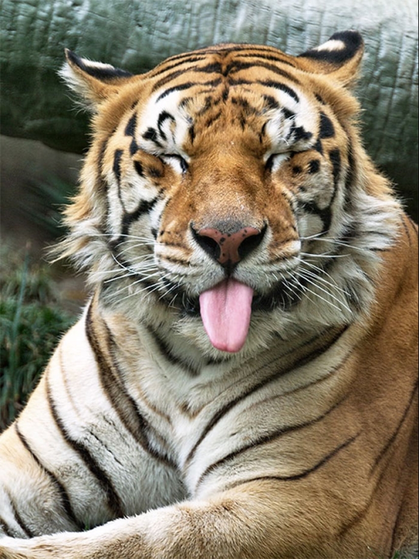 25 touching animals that "don't feed bread", just let them show their tongue