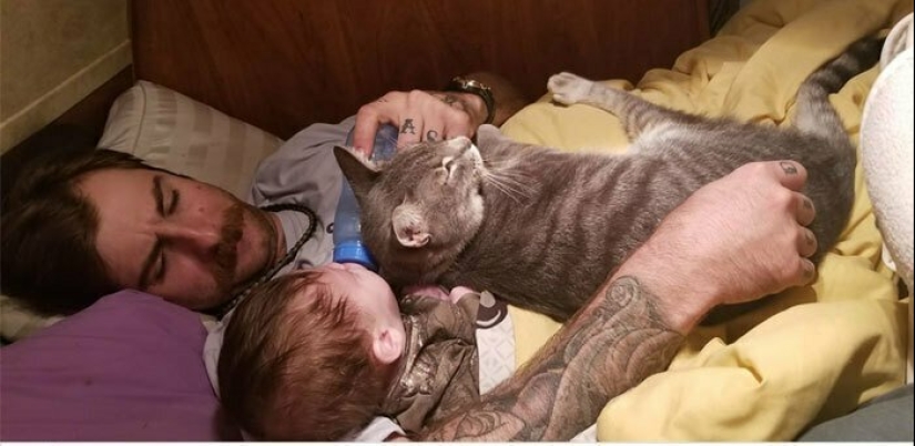 26 fathers who were against "that stupid cat", but something went wrong