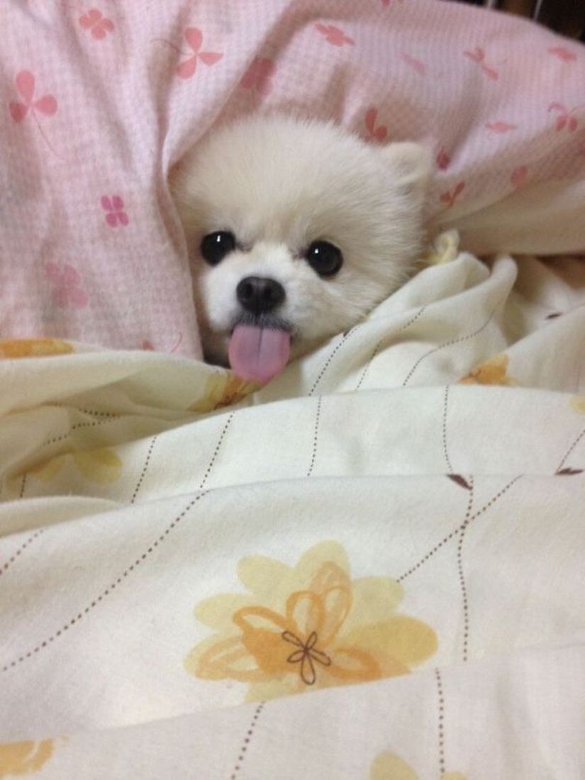 27 dogs who sleep in your bed — because I can!