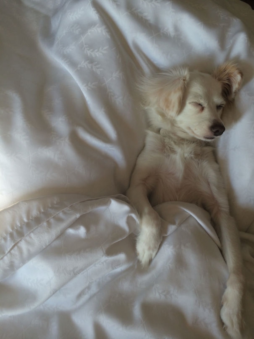27 perros que duermen en su cama — porque puedo!