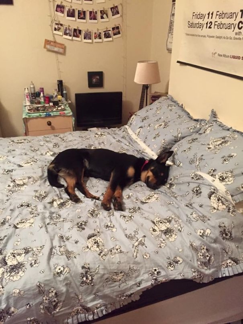 27 perros que duermen en su cama — porque puedo!