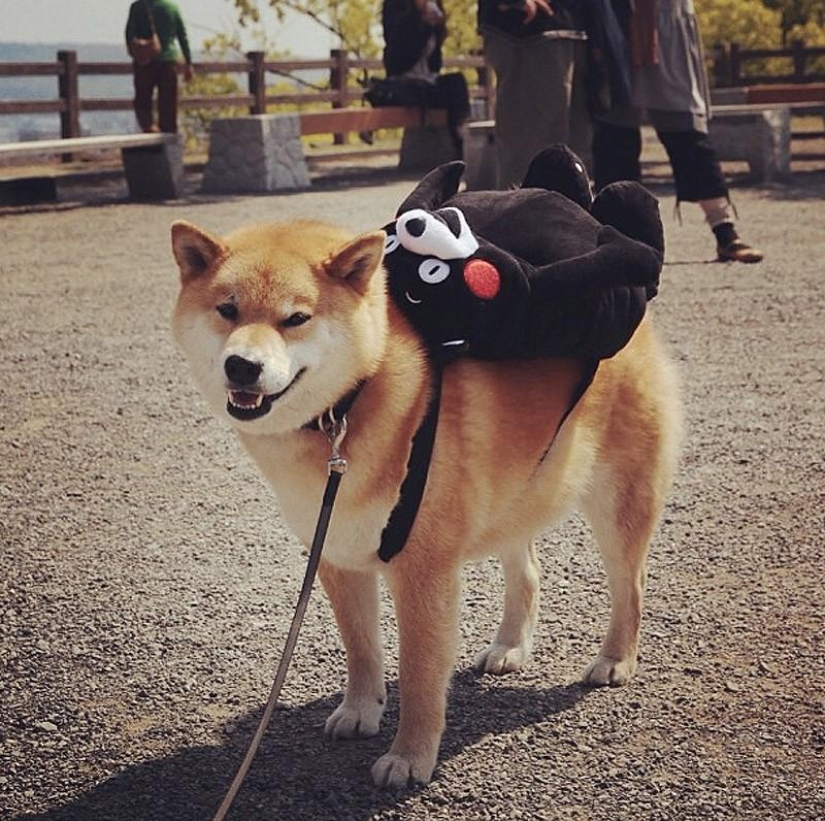 27 razones por las que los perros Shiba Inu son los mejores