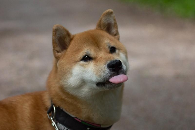 27 razones por las que los perros Shiba Inu son los mejores