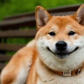 27 razones por las que los perros Shiba Inu son los mejores