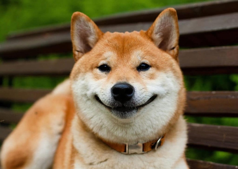 27 reasons why Shiba Inu dogs are the best