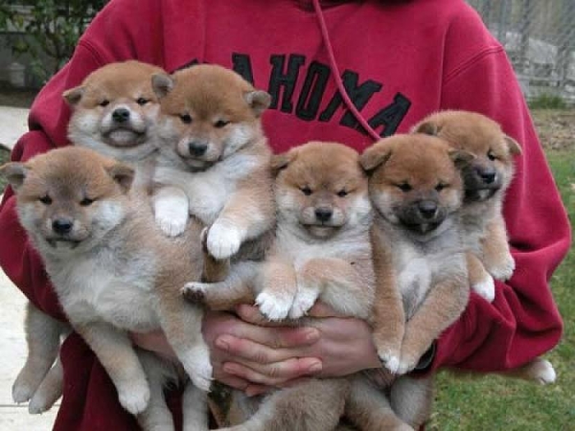 27 reasons why Shiba Inu dogs are the best