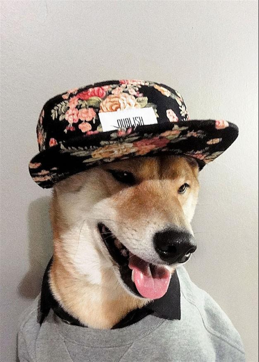 27 reasons why Shiba Inu dogs are the best