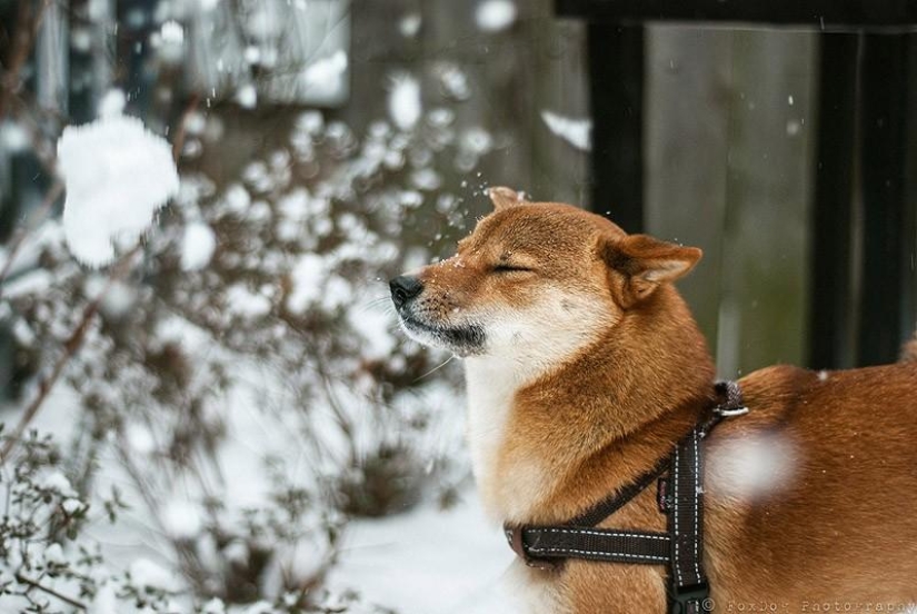 27 reasons why Shiba Inu dogs are the best