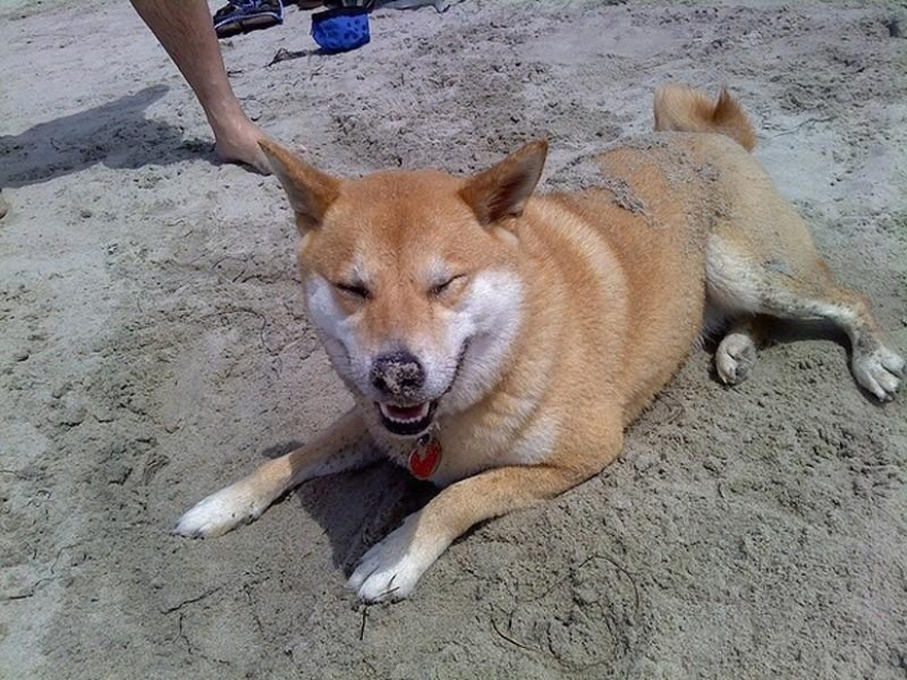 27 reasons why Shiba Inu dogs are the best