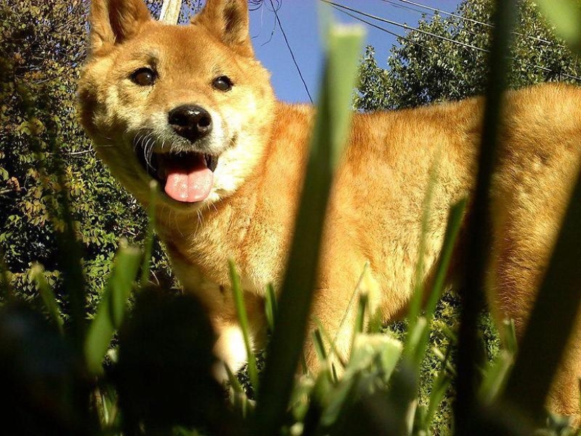 27 reasons why Shiba Inu dogs are the best