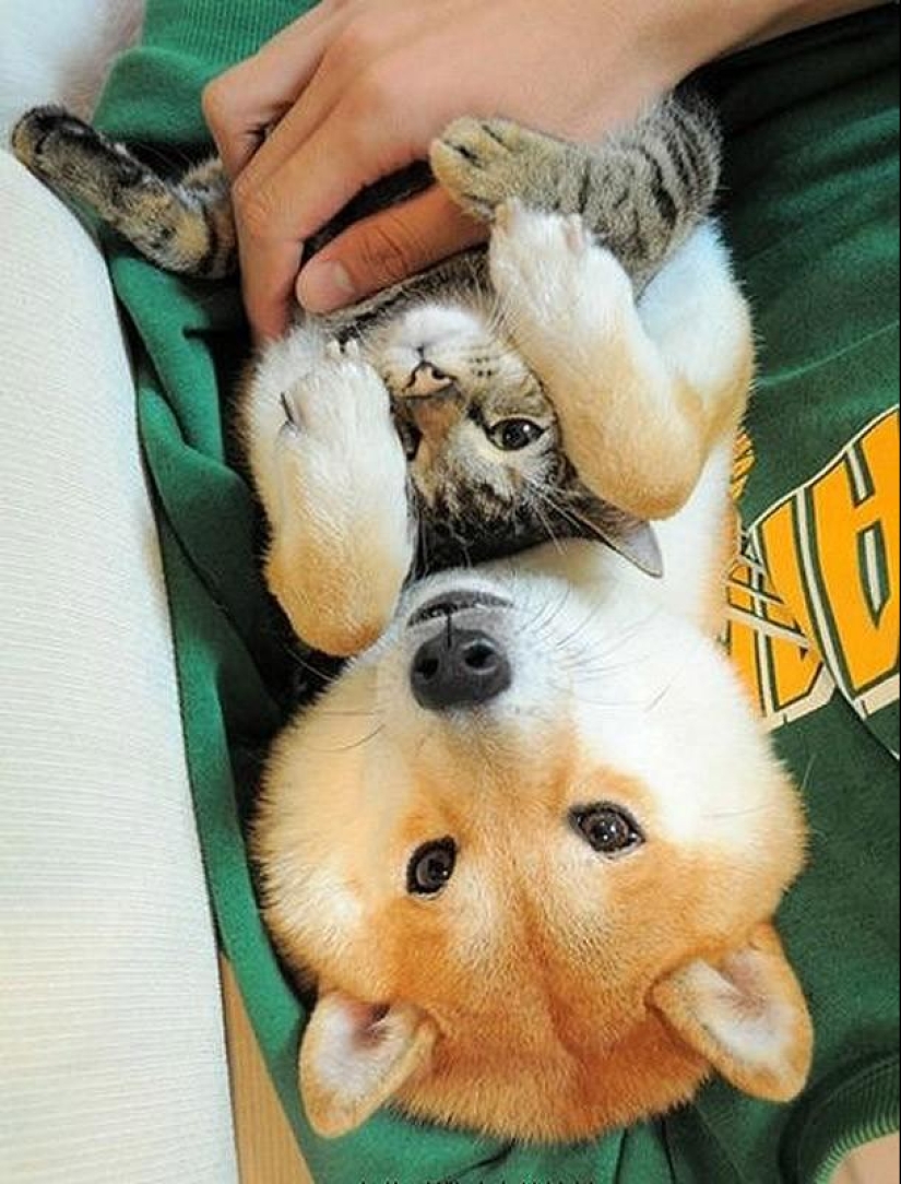 27 reasons why Shiba Inu dogs are the best