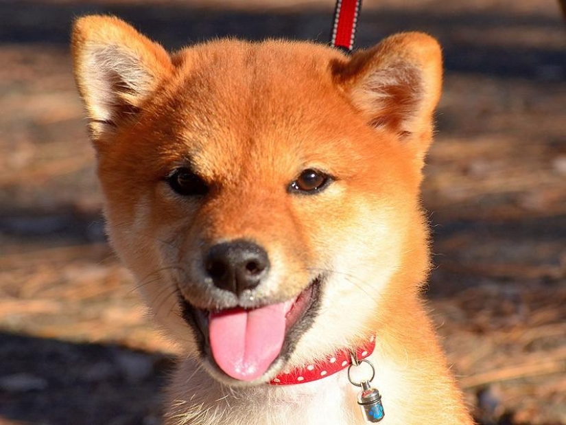 27 reasons why Shiba Inu dogs are the best