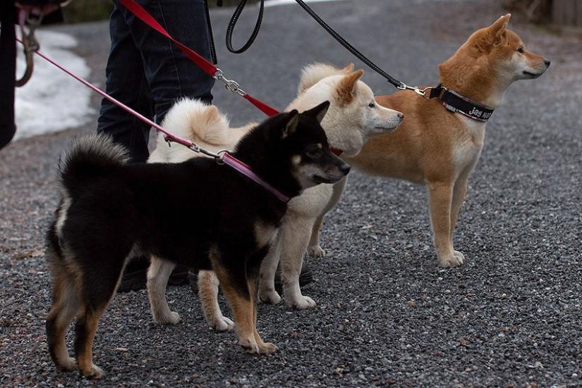 27 reasons why Shiba Inu dogs are the best