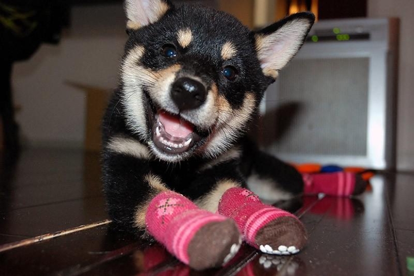 27 reasons why Shiba Inu dogs are the best