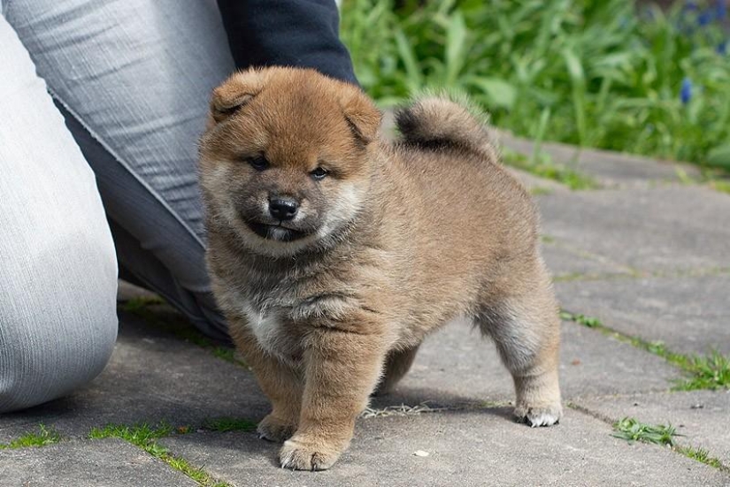 27 reasons why Shiba Inu dogs are the best