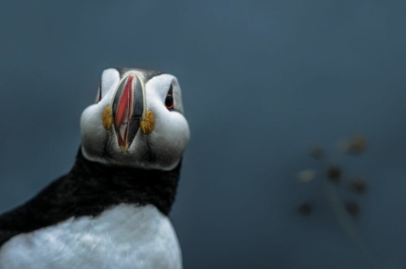 28 fotos de Islandia en el amor con su fotógrafo