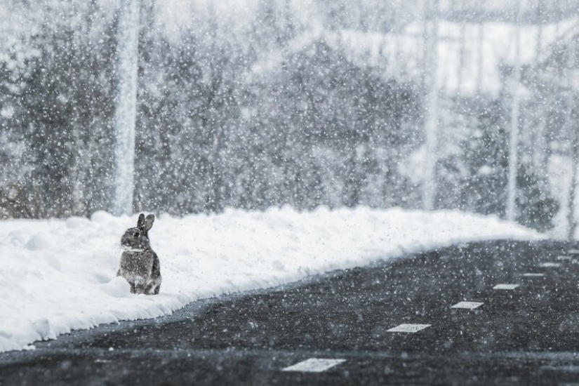 28 fotos de Islandia en el amor con su fotógrafo