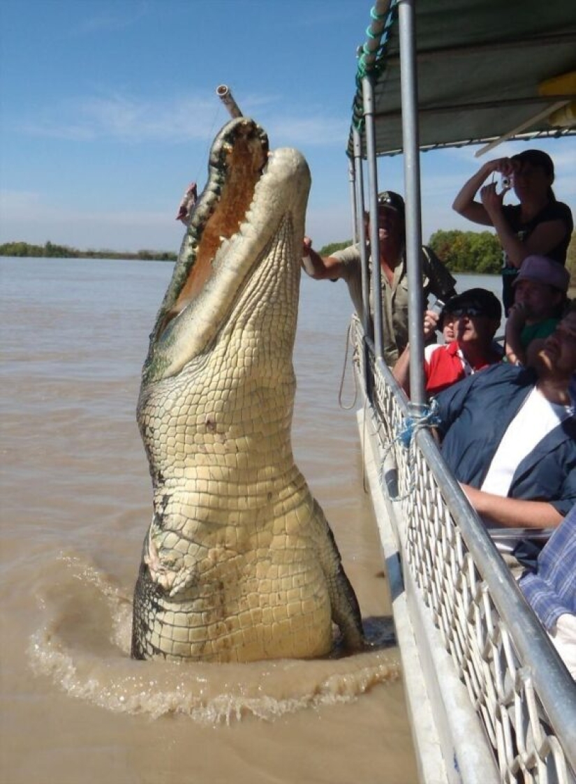 30+ animales, real tamaños que le sorprenderá