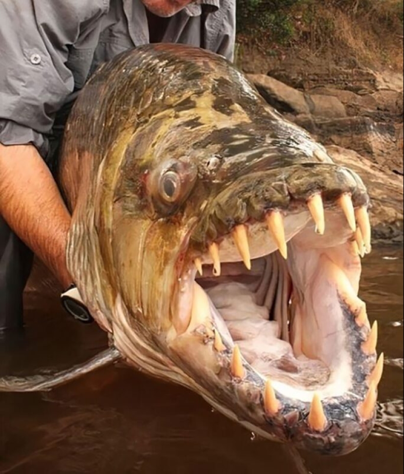 30+ animales, real tamaños que le sorprenderá