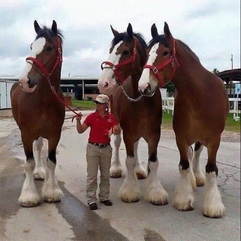 30+ animales, real tamaños que le sorprenderá