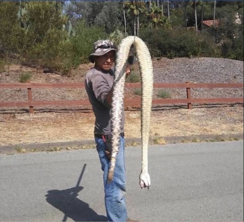 30+ animales, real tamaños que le sorprenderá